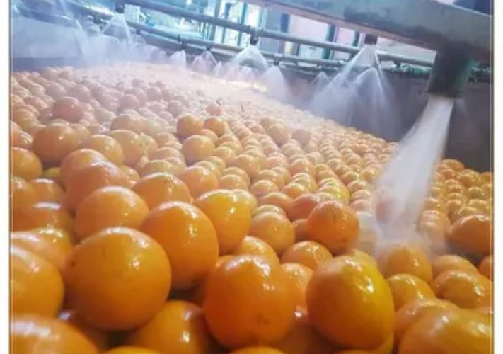الحجر الزراعي المصري يضع ضوابط صارمة لتصدير البرتقال الطازج إلى كوريا الجنوبية