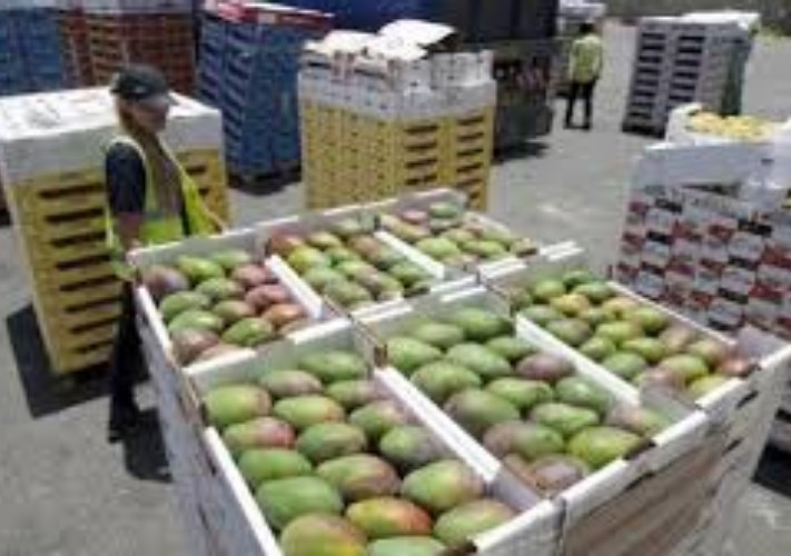 تعليمات جديدة لتصدير المانجو إلى الأردن: إلزامية الحصول على شهادة المطابقة اعتباراً من مارس