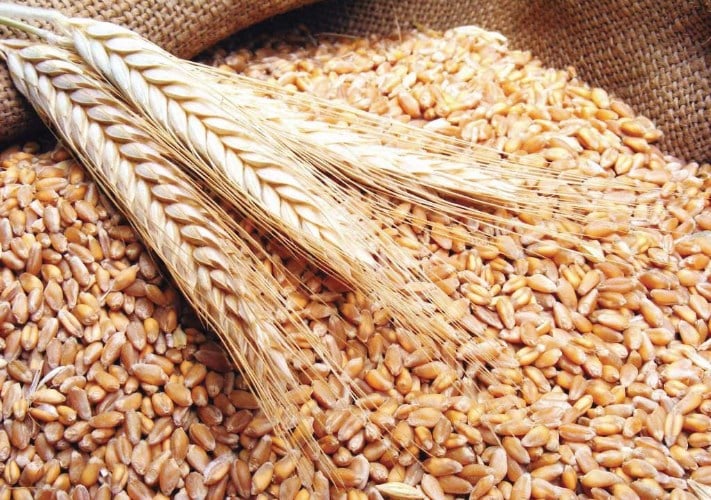 الموانئ المصرية تستقبل 16.6 مليون طن من القمح والذرة خلال 9 أشهر بزيادة 5.2 مليون طن